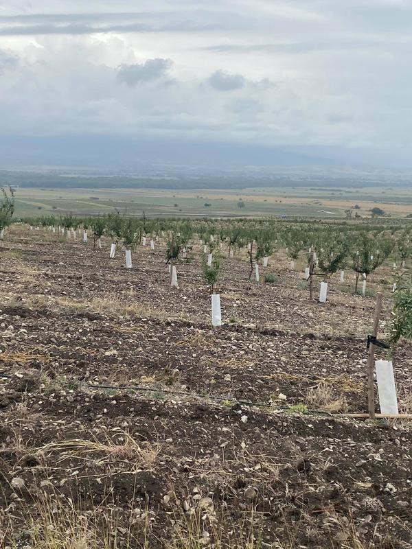 Vegetable Farm for Sale in Tbilisi, seeking GEL 3.1 million