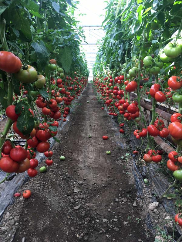 Agriculture Support Business for Sale in Shtip, North Macedonia