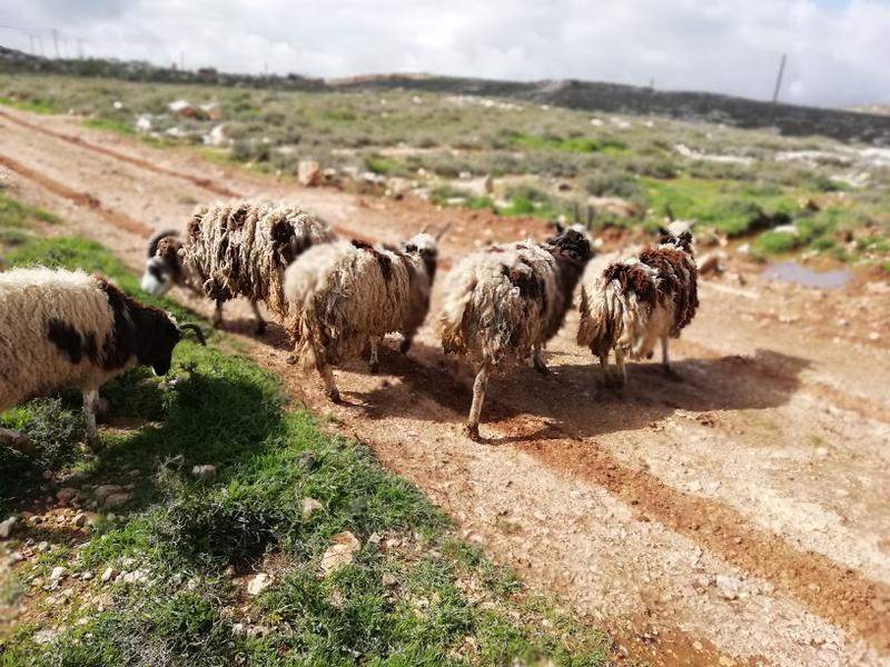 Animal Breeding Business Seeking Loan in Tel Aviv-Yafo, Israel