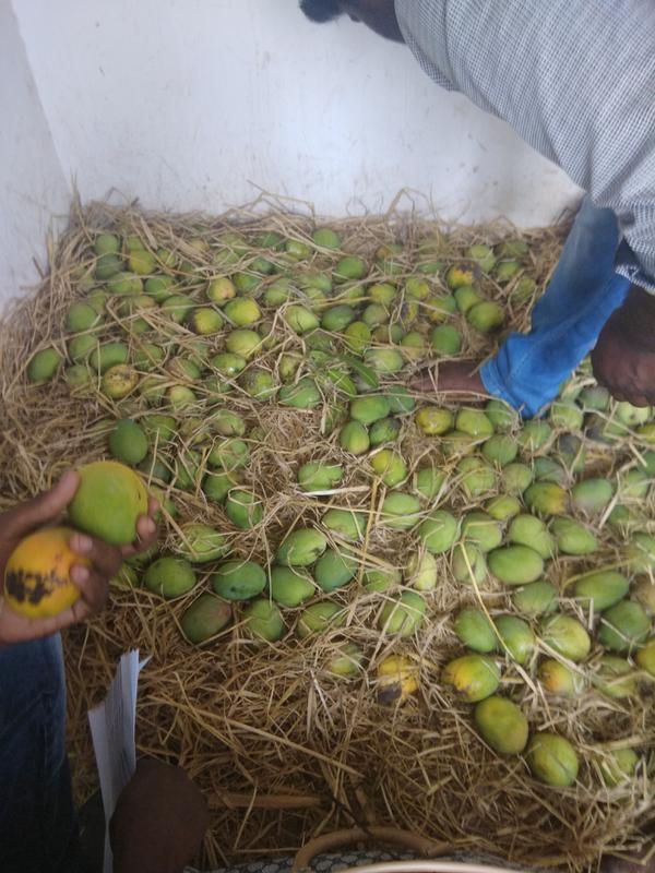 Profitable Vegetable Farm for Sale in Bangalore, India seeking INR 95 lakh