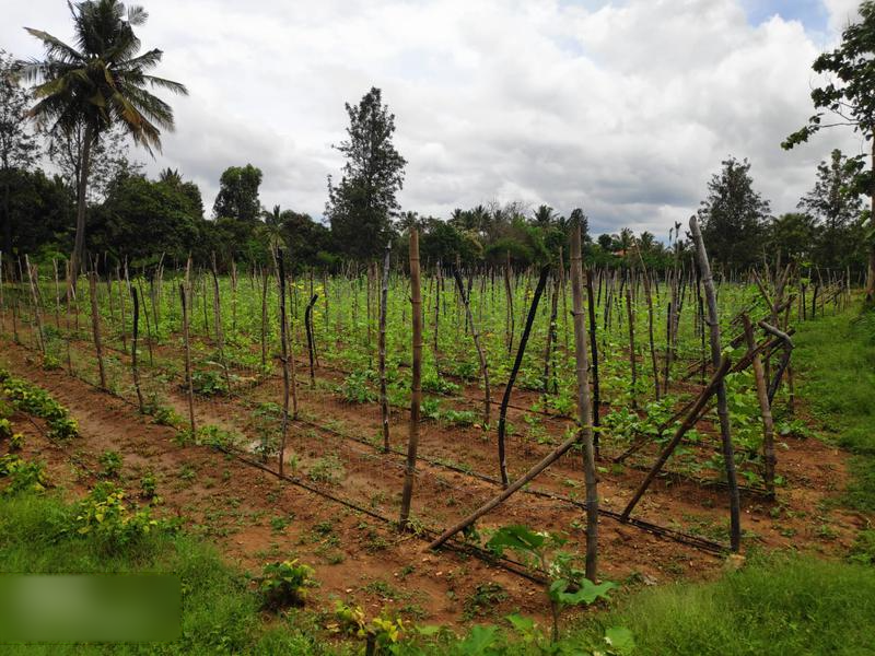 Profitable Vegetable Farm for Sale in Bangalore, India seeking INR 95 lakh
