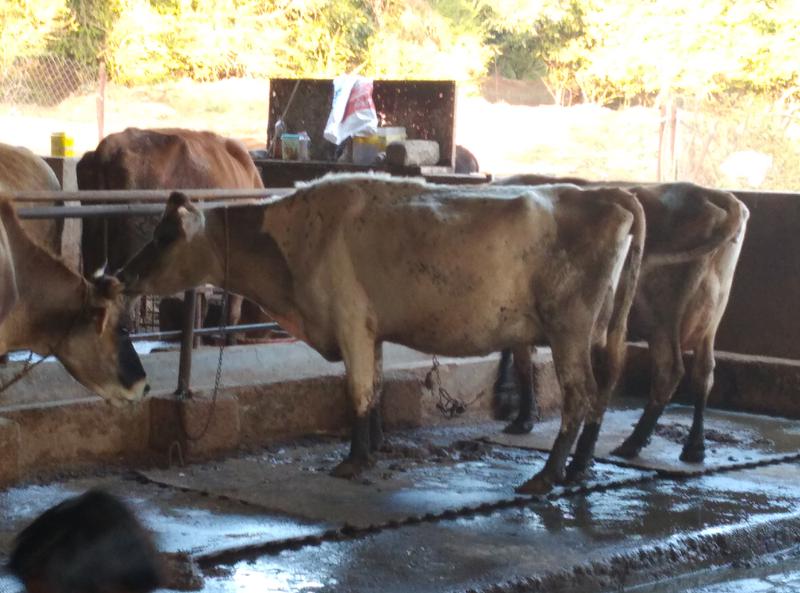 Dairy Farms Company Seeking Loan in Koraput Town, India