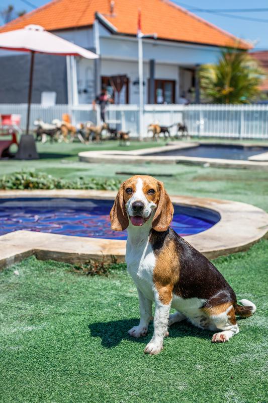 Profitable Pet Shop for Sale in Kuta, Indonesia