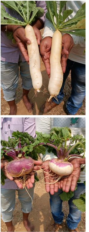 Profitable Organic Farming Business Investment Opportunity in Gajapathinagaram, India