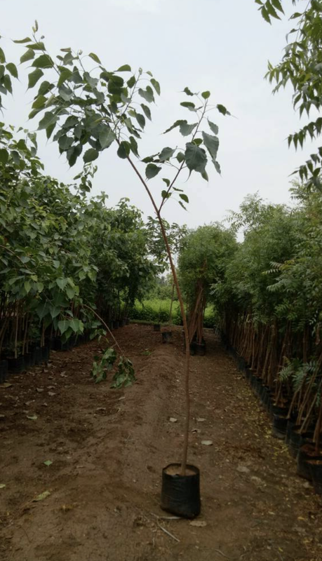 Profitable Landscaping Business Investment Opportunity in Nashik, India