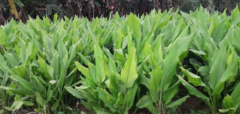 Profitable Organic Farming Company Seeking Loan in Kandy, Sri Lanka