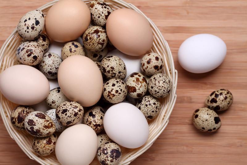 Poultry Company Investment Opportunity in Mumbai, India
