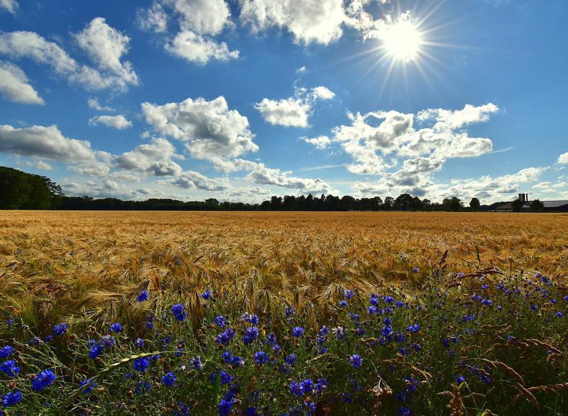 Land Developer Business Assets for Sale in Moscow, Russia