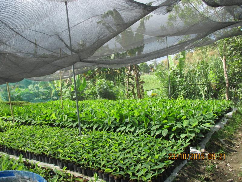 Profitable Agriculture Business Seeking Loan in Davao Region, Philippines seeking PHP 50 million