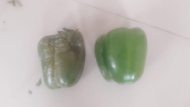 Environmental Biotechnology Company Investment Opportunity in Bengaluru, India