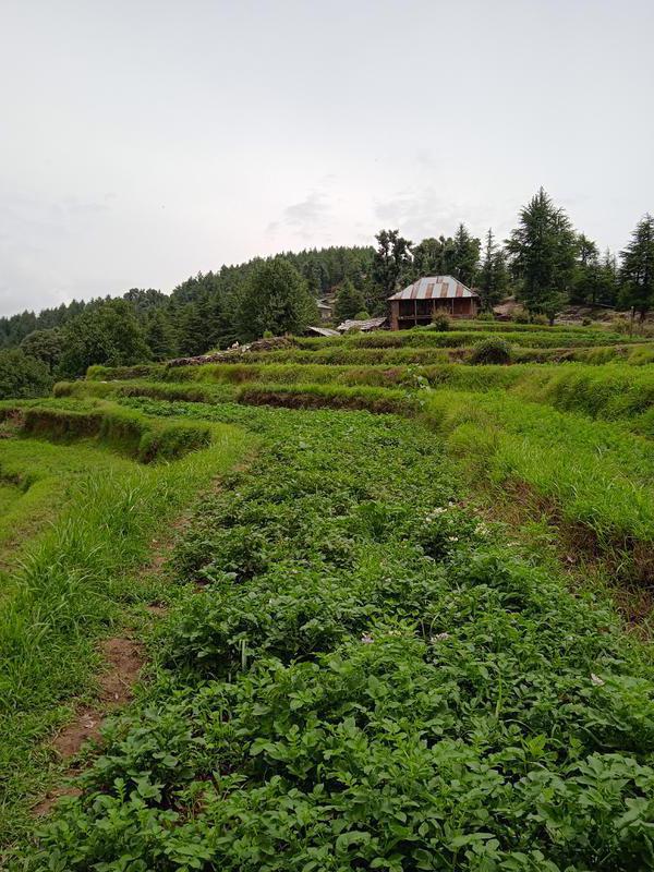 Coffee Estate Assets for Sale in Baijnath, India