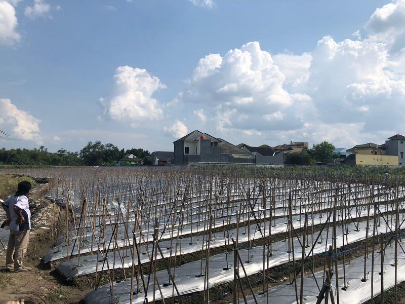 Vegetable Farm Seeking Loan in Yogyakarta, Indonesia