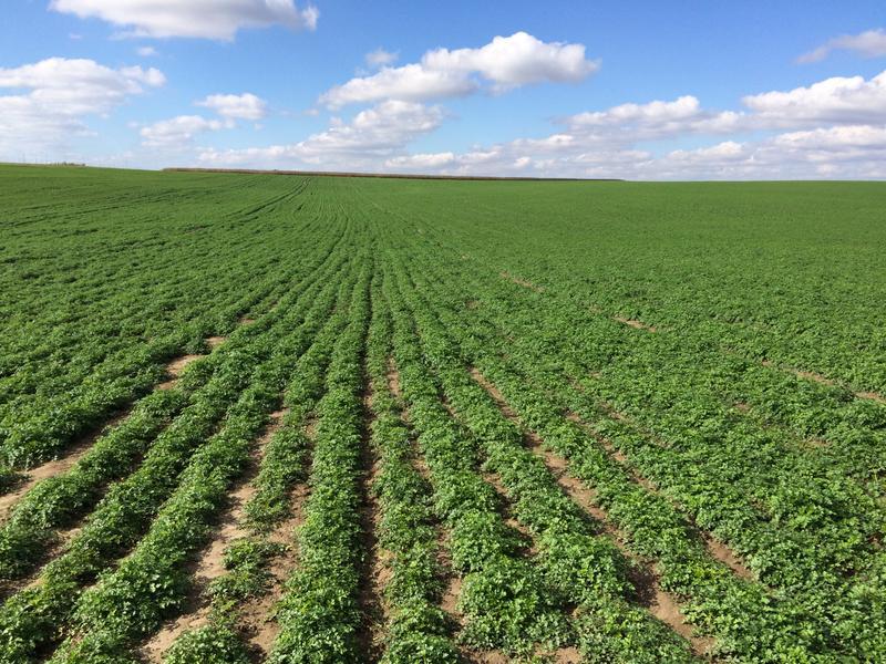 Vegetable Farm for Sale in Jarosław, Poland seeking PLN 15 million