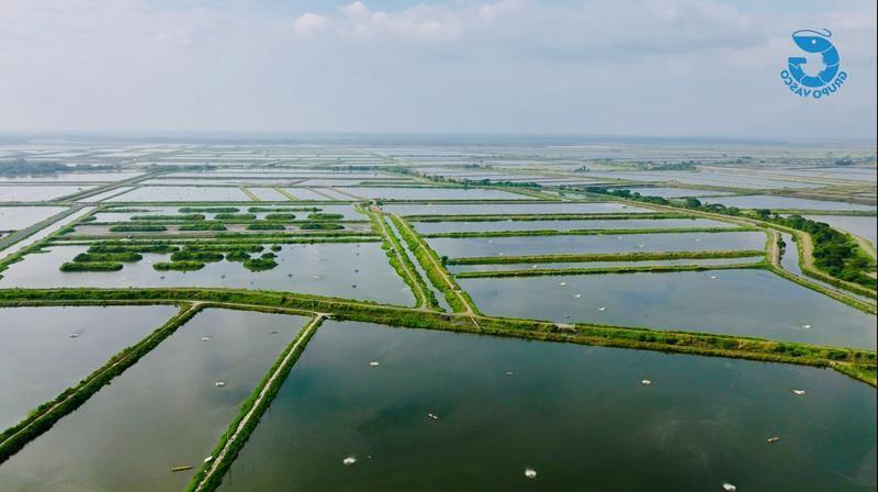 Shrimp Farming and Export Company Investment Opportunity in Ecuador