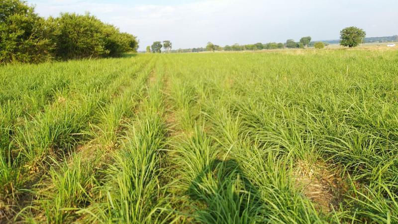 Profitable Alternative Medicine Business for Sale in Ranchi, India