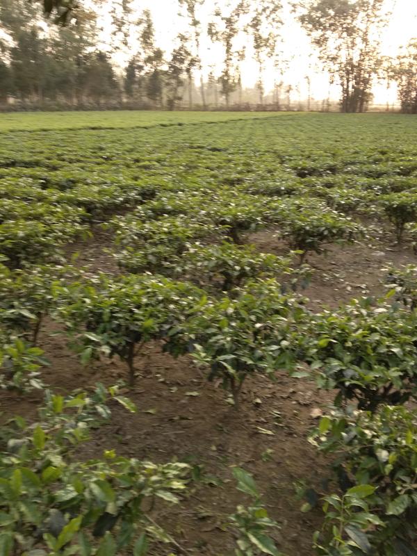 Coffee and Tea Company Seeking Loan in Tetulia, Bangladesh