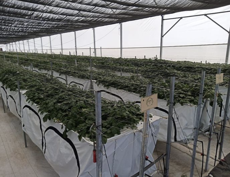 Organic Farming Business Investment Opportunity in Metepec, Mexico