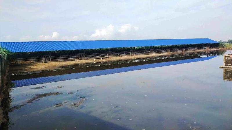 Animal Breeding Business Seeking Loan in Bharatpur, Nepal