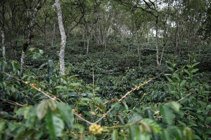 Coffee Estate Investment Opportunity in Takengon, Indonesia