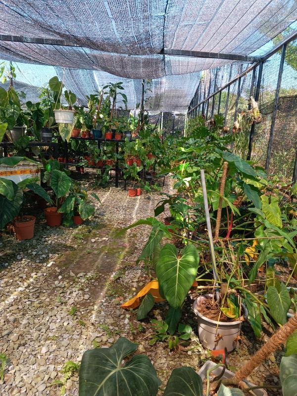 Garden Nursery for Sale in Miri, Malaysia seeking MYR 200 thousand
