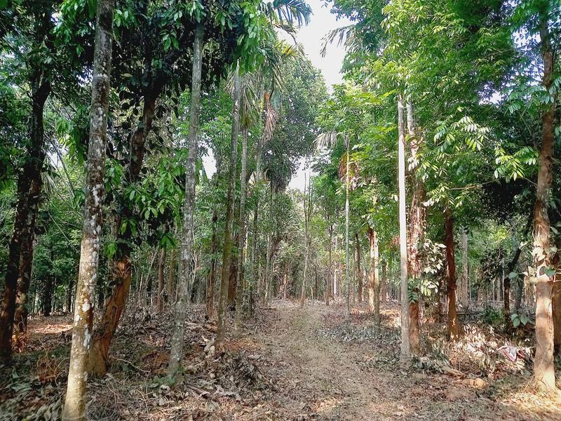 Commercial Land Assets for Sale in Kerala, India