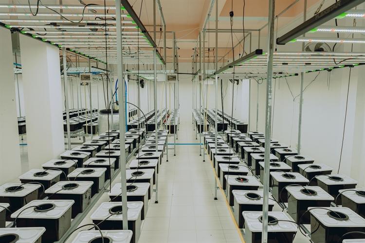 Newly Established Alternative Medicine Company for Sale in Phuket, Thailand