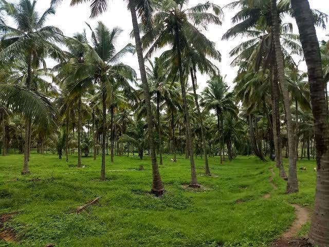 Profitable Vegetable Farm Investment Opportunity in Margao, India