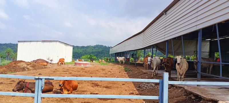 Dairy Farms Business for Sale in Pinjore, India