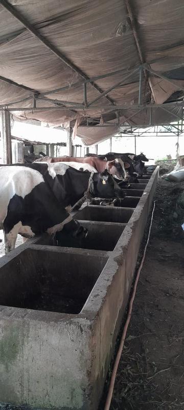 Dairy Farms Business Seeking Loan in Bandipur, Nepal