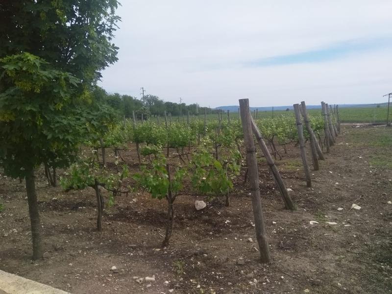 Winery for Sale in Varna, Bulgaria seeking BGN 2.9 million