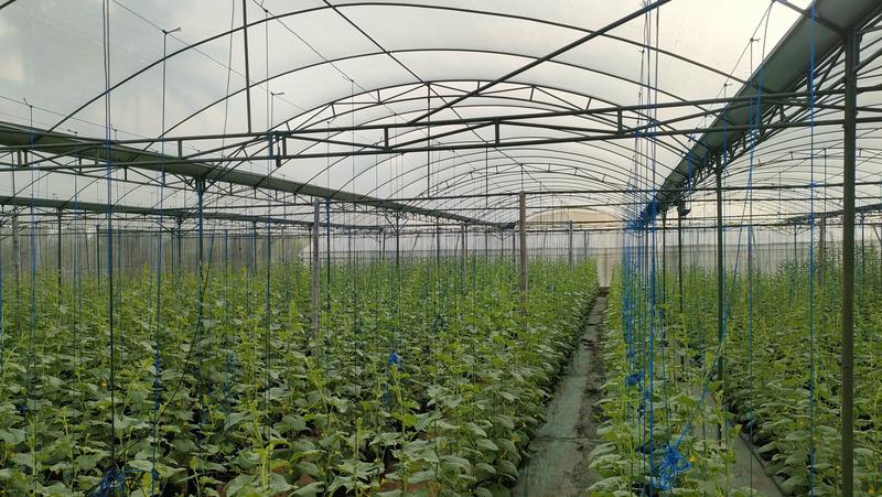 Vegetable Farm Seeking Loan in Malang, Indonesia