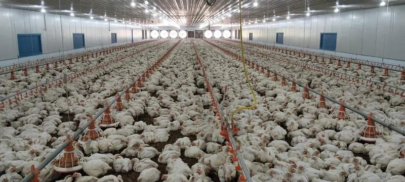 Profitable Poultry Business Investment Opportunity in Bangalore, India