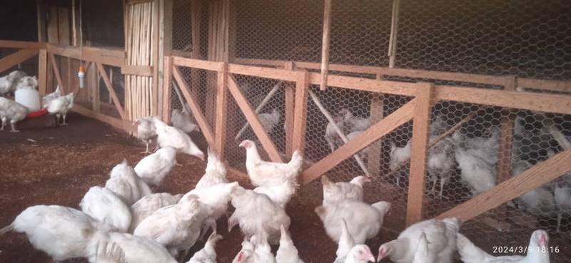Poultry Business Investment Opportunity in Vanimo, Papua New Guinea