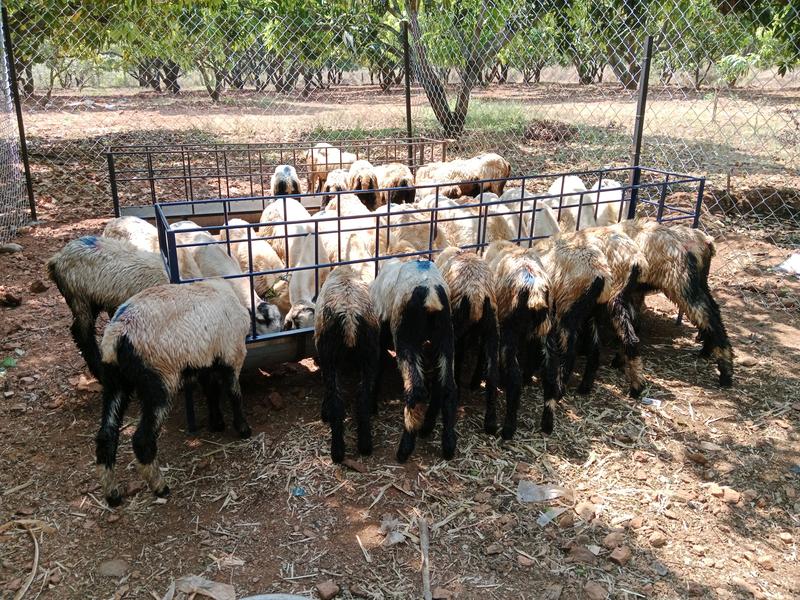 Profitable Animal Breeding Business Investment Opportunity in Bengaluru, India