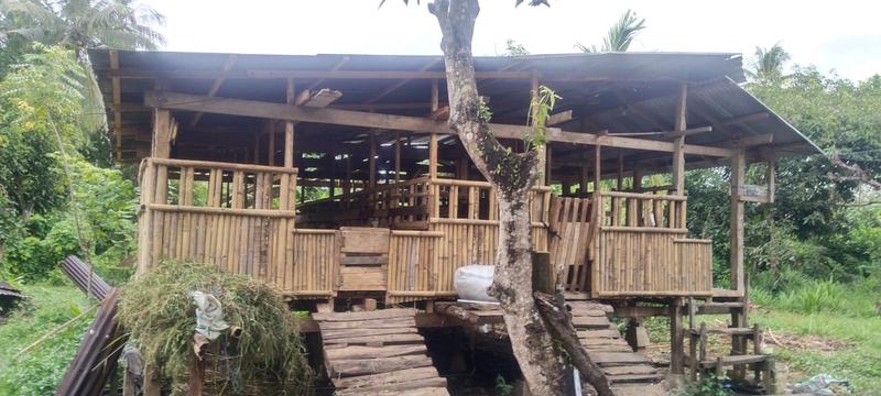 Newly Established Animal Breeding Business Seeking Loan in Laboso, Indonesia