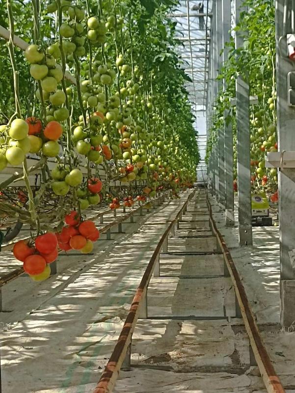 Vegetable Farm Investment Opportunity in Dzoraghbyur, Armenia