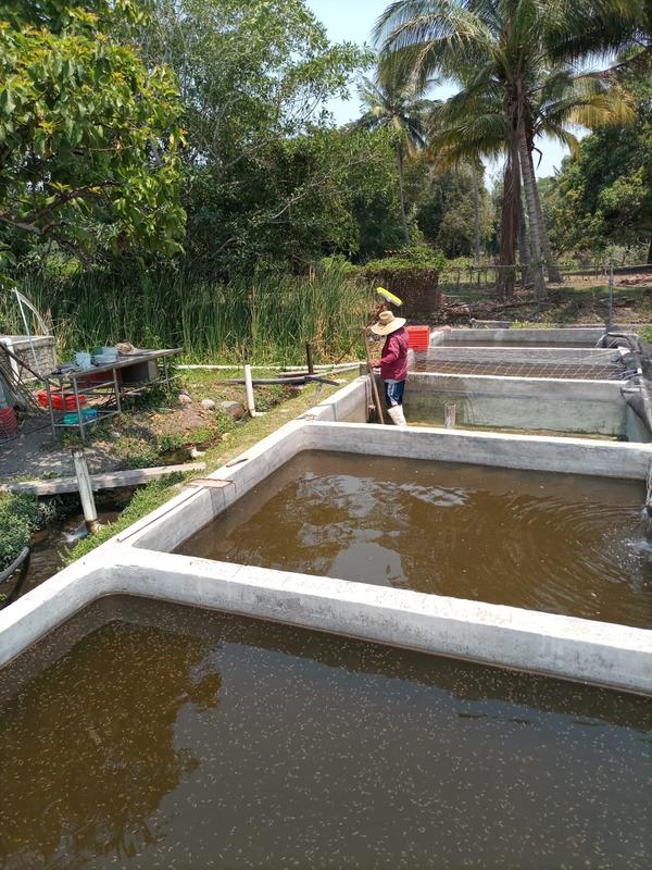 Profitable Seafood Processing Company Investment Opportunity in Colima, Mexico
