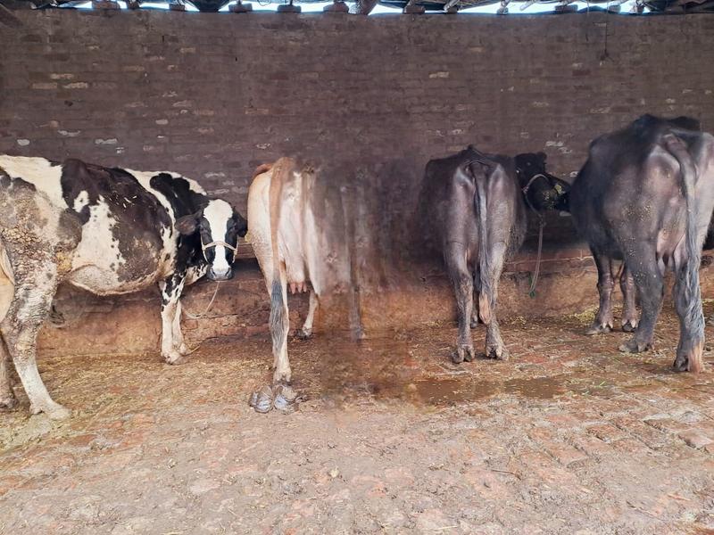 Profitable Dairy Farms Business Seeking Loan in Amritsar, India