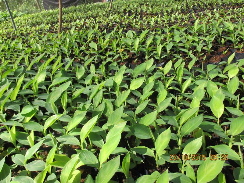 Profitable Agriculture Business Seeking Loan in Davao Region, Philippines