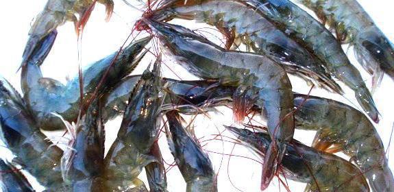 Aquaculture Business Investment Opportunity in Tarakan, Indonesia