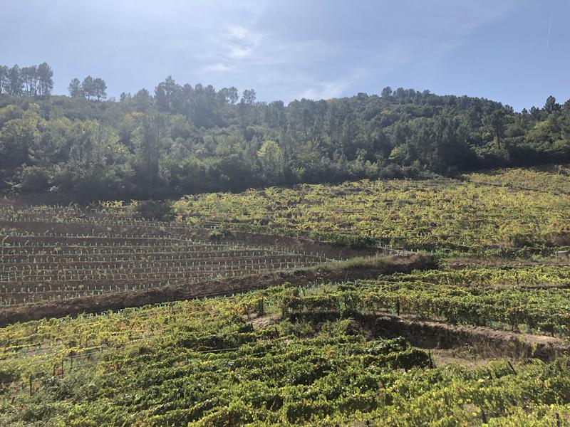 Winery Investment Opportunity in Sabrosa, Portugal