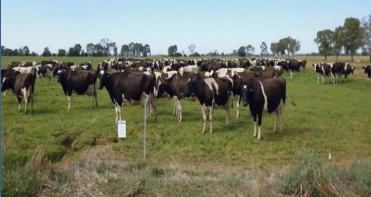 Dairy Farms Company Investment Opportunity in Australia