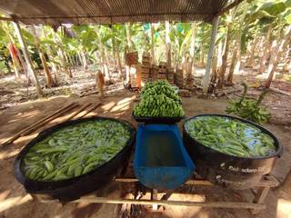 Plantain trading business with a high growth potential of USD 120,000 in the US market.