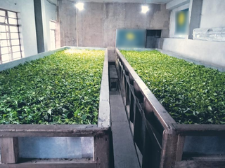 Organic Darjeeling tea brand catering to both international and local markets, seeks investment for expansion.