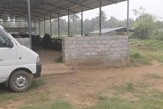 Dairy farm with 1.37 acres of land and 40 cows in Kozhinjampara, Kerala.