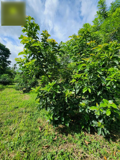 Avocado, papaya, and red pepper production business in Panama seeks investment for expansion and export.