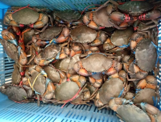 Crab-selling business in West Bengal seeks revival after a temporary pause due to financial constraints.