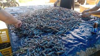 Company specializing in Vanamei shrimp in Bandar Lampung, Indonesia with a strong local market presence.