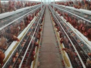 Organic and chicken farming business seeks funding to incorporate technology into business.