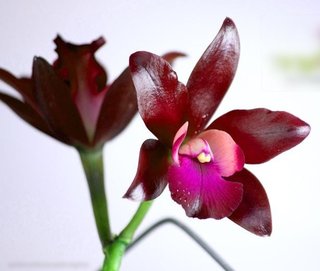 Company based in Bangalore, grows and sells luxury orchid flowers and tropical orchid plants.